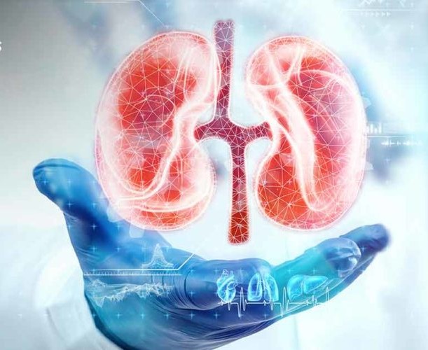 KIDNEY TRANSPLANTATION ICON